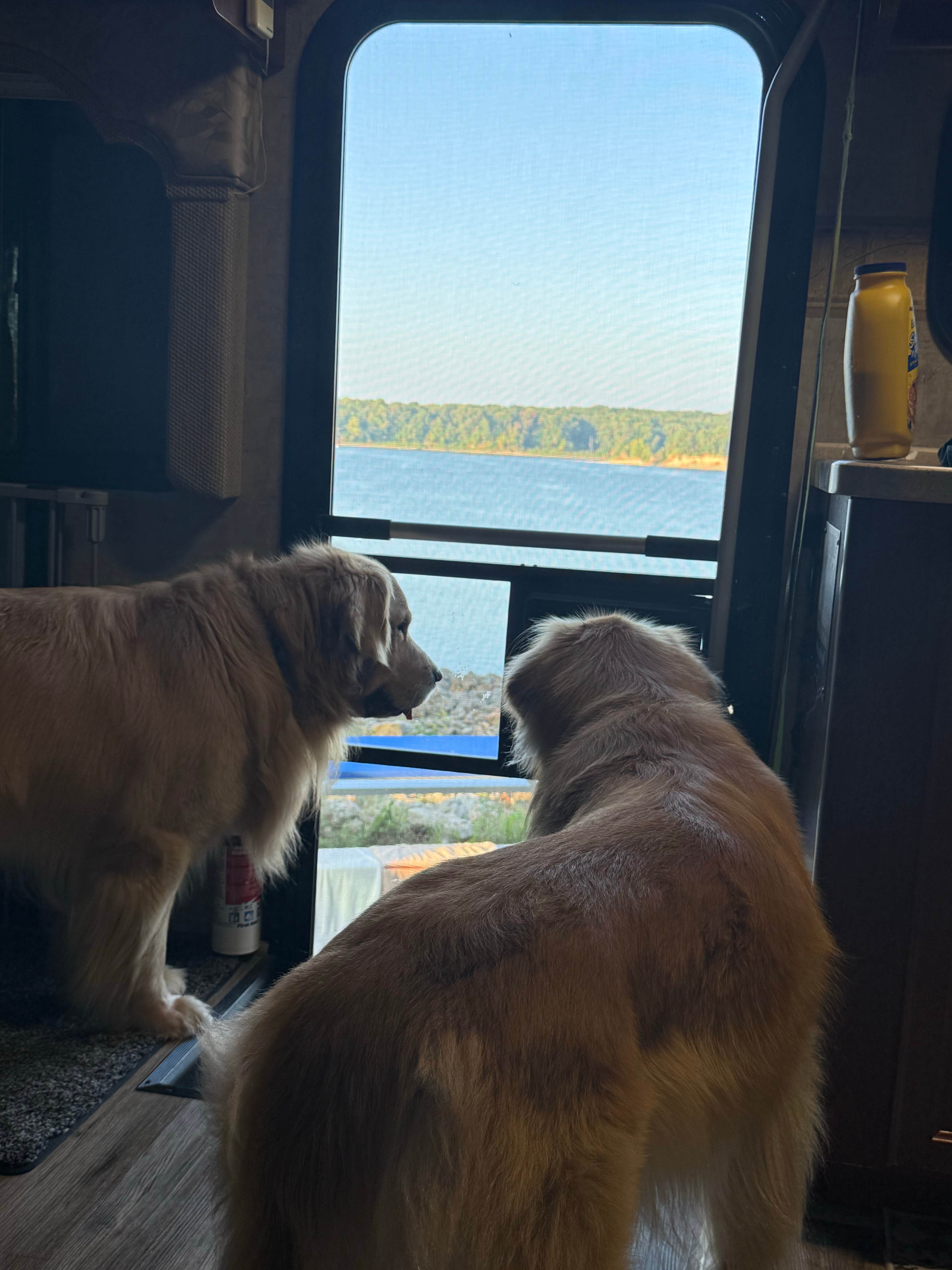 Tammy S.'s photo of camping with pets at Lithia Springs near Blue Mound, IL