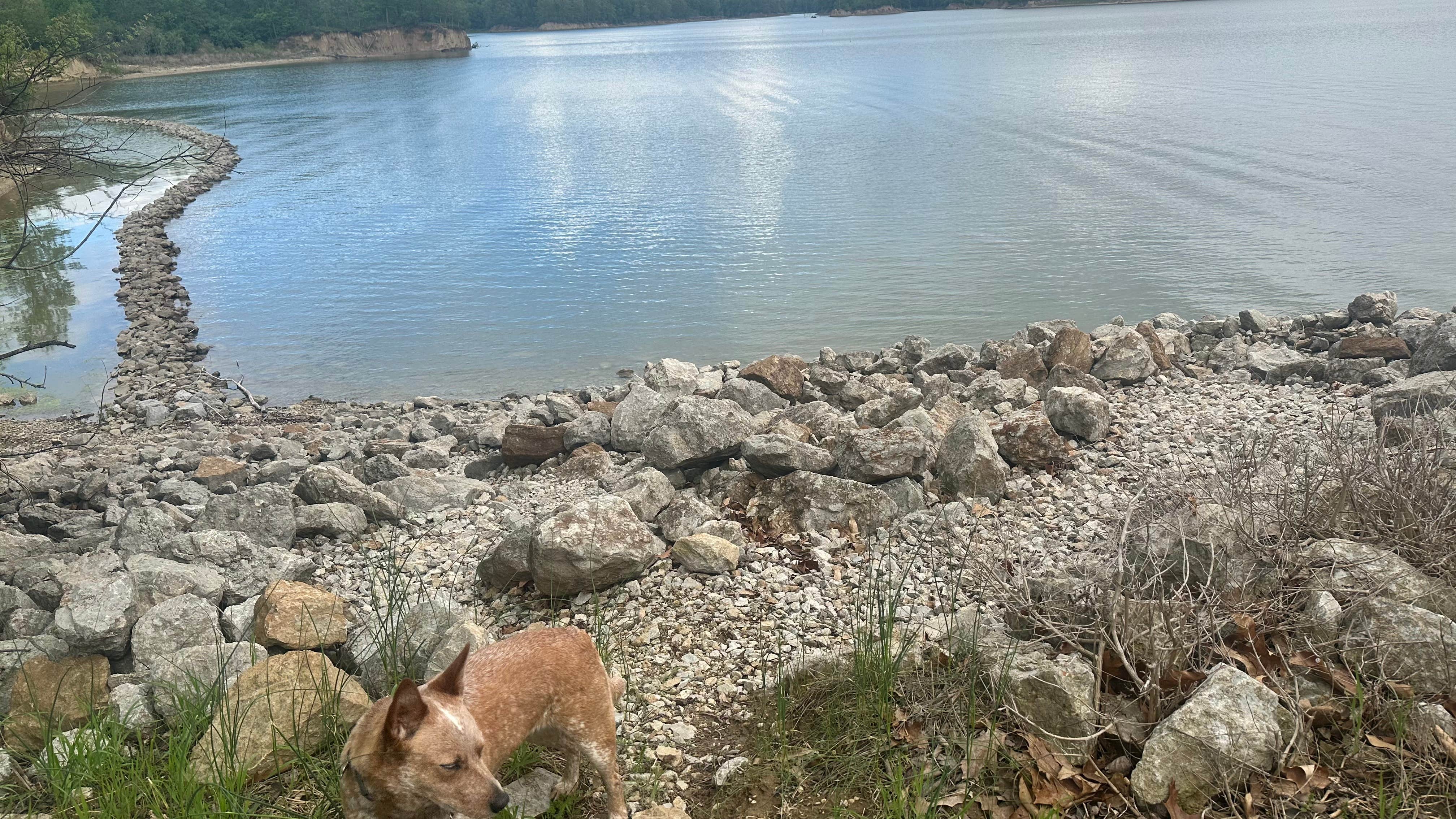 Shelly S.'s photo of camping with pets at Lithia Springs near Blue Mound, IL