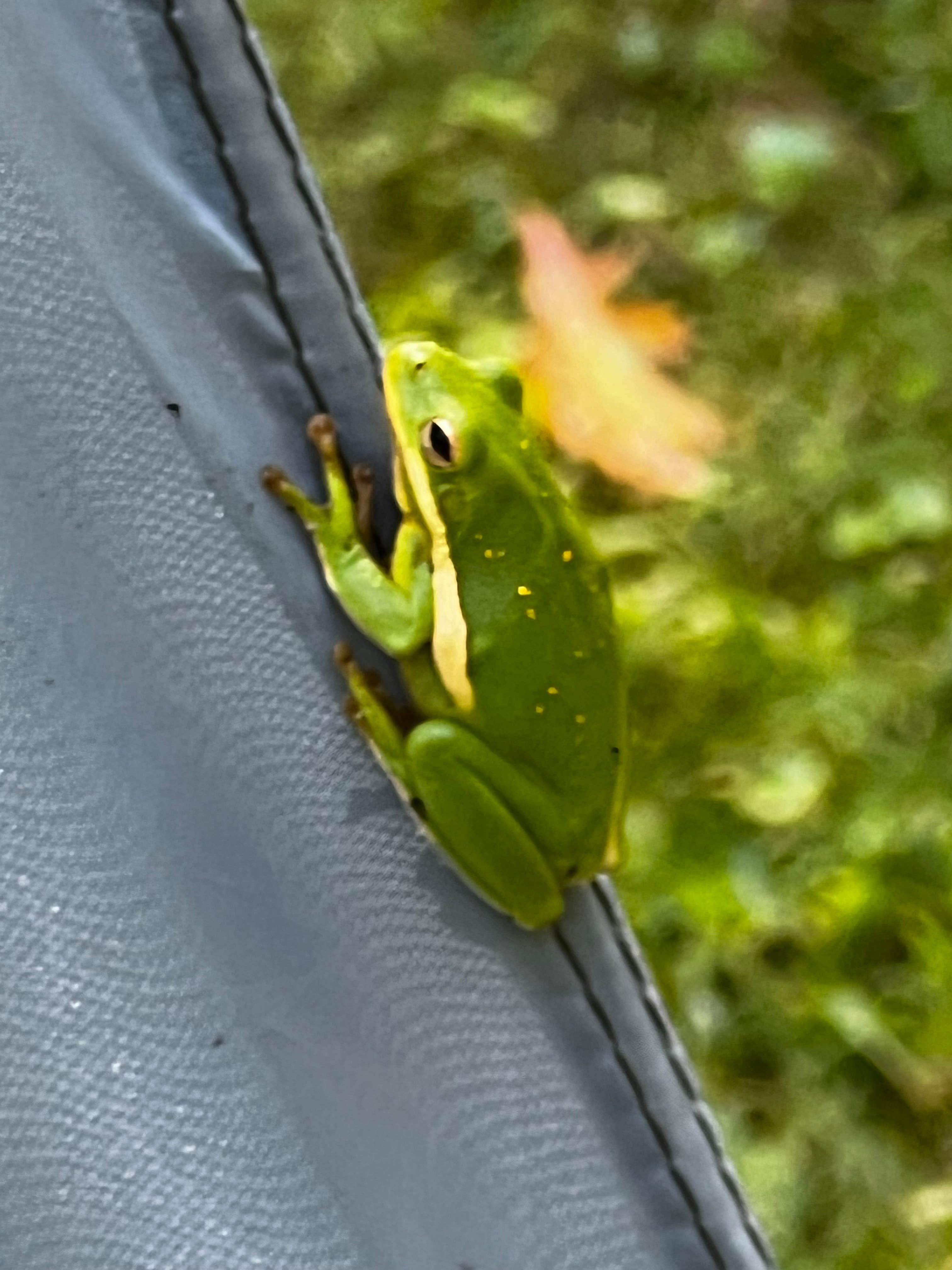 Camping near Apple Creek Conservation Area: Pine Hills, Alto Pass, Illinois