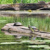 Review photo of Rock Cut State Park - Staghorn Campground by Julia B., June 15, 2025