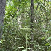 Review photo of Rock Cut State Park - Staghorn Campground by Christopher R., July 4, 2025