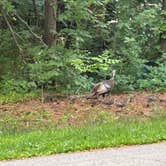 Review photo of Rock Cut State Park - Staghorn Campground by Christopher R., July 4, 2025