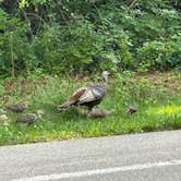 Review photo of Rock Cut State Park - Staghorn Campground by Christopher R., July 4, 2025