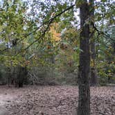 Review photo of Pine Campground — Sand Ridge State Forest by Jennifer C., October 12, 2026
