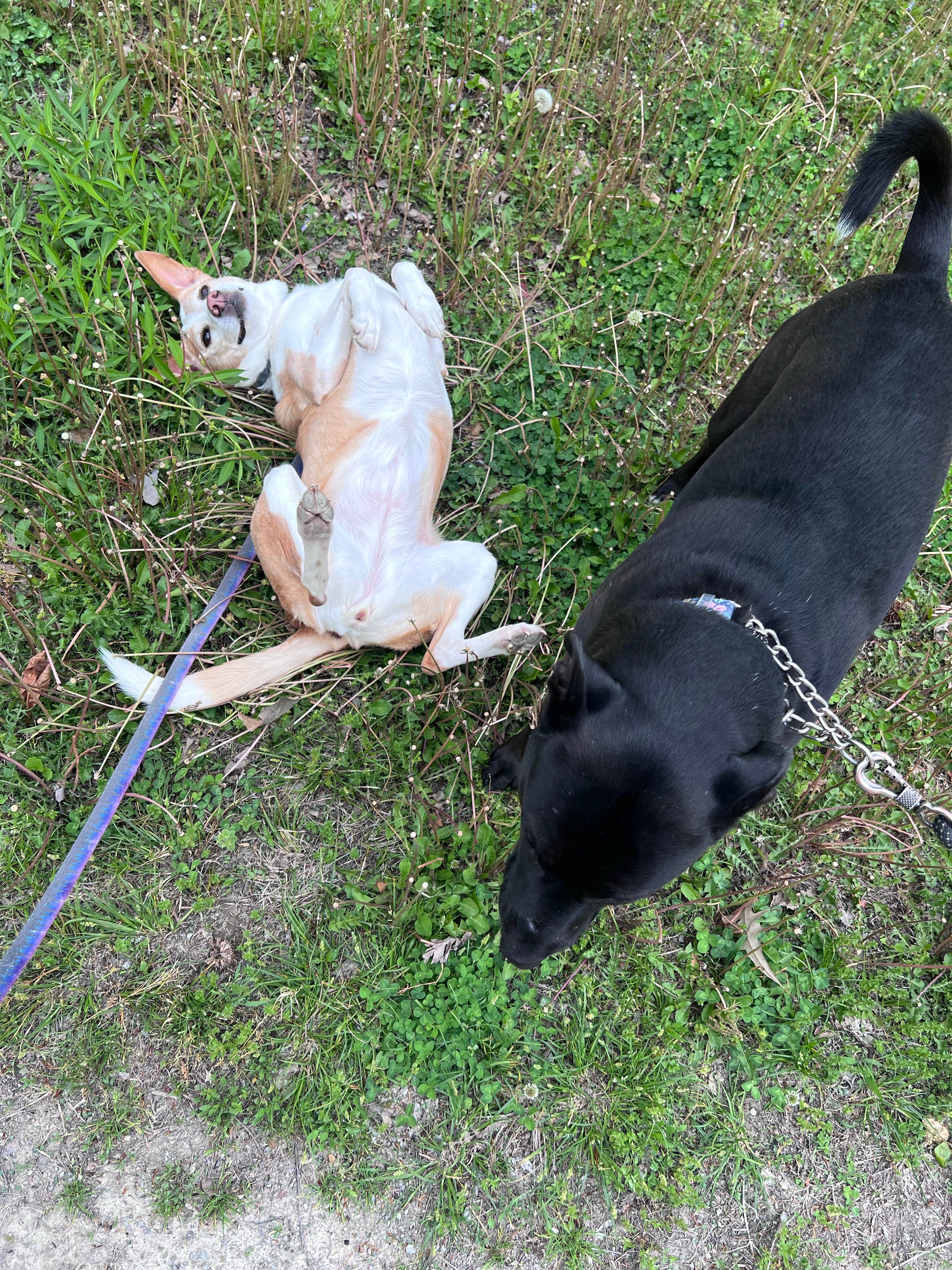 Cindy P.'s photo of camping with pets at Turkey Bayou Campground near Olive Branch, IL