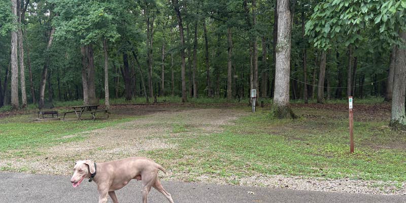 Camper submitted image from Wolf Creek State Park Campground