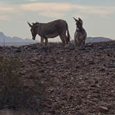 Review photo of Imperial Dam Long Term Visitor Area by Travis A., March 4, 2025