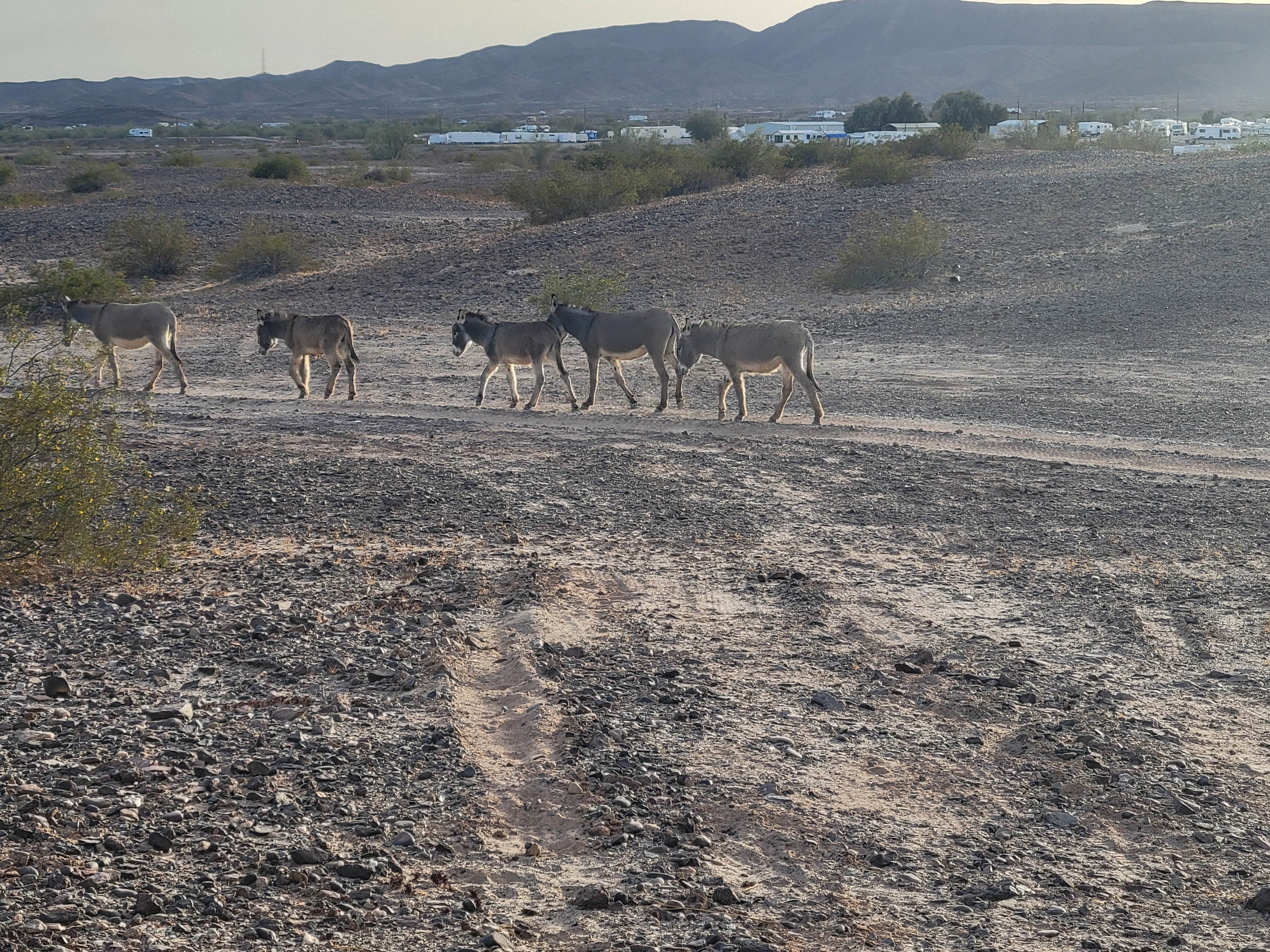 Camper submitted image from Imperial Dam Long Term Visitor Area - 4