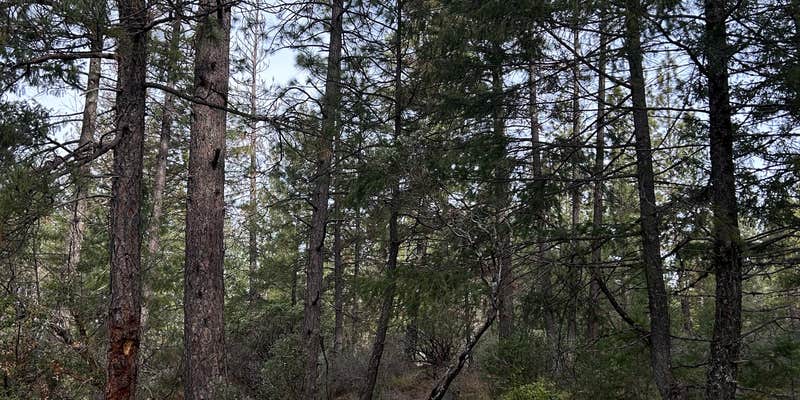 Camper submitted image from Independence Hill Dispersed