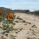 Review photo of Happy Camp Trail by Tony S., April 9, 2024