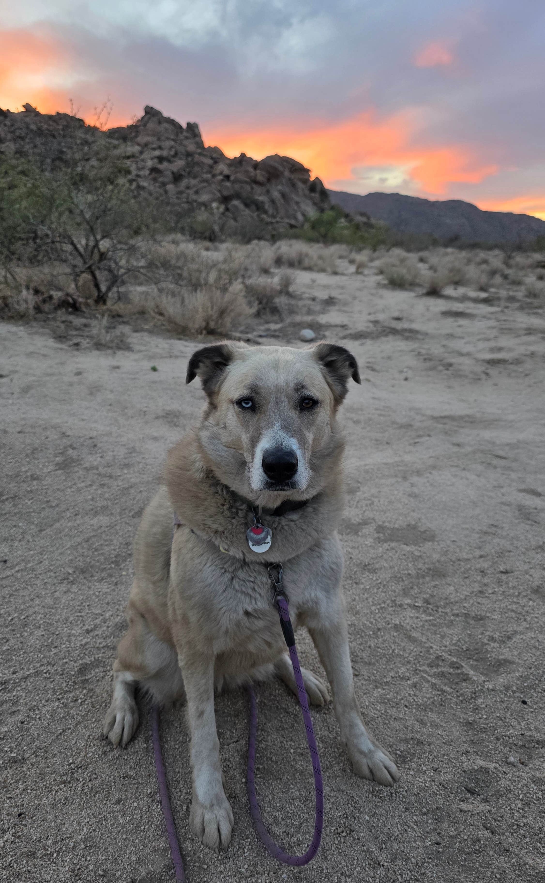 Renee T.'s photo of camping with pets at Indian Bread Rocks near Dragoon, AZ
