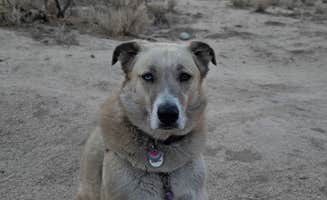 Renee T.'s photo of camping with pets at Indian Bread Rocks near Dragoon, AZ