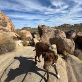 Review photo of Indian Cove Campground — Joshua Tree National Park by Kandi R., November 17, 2024