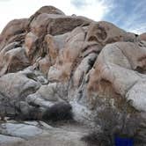 Review photo of Indian Cove Campground — Joshua Tree National Park by Susan N., January 25, 2025