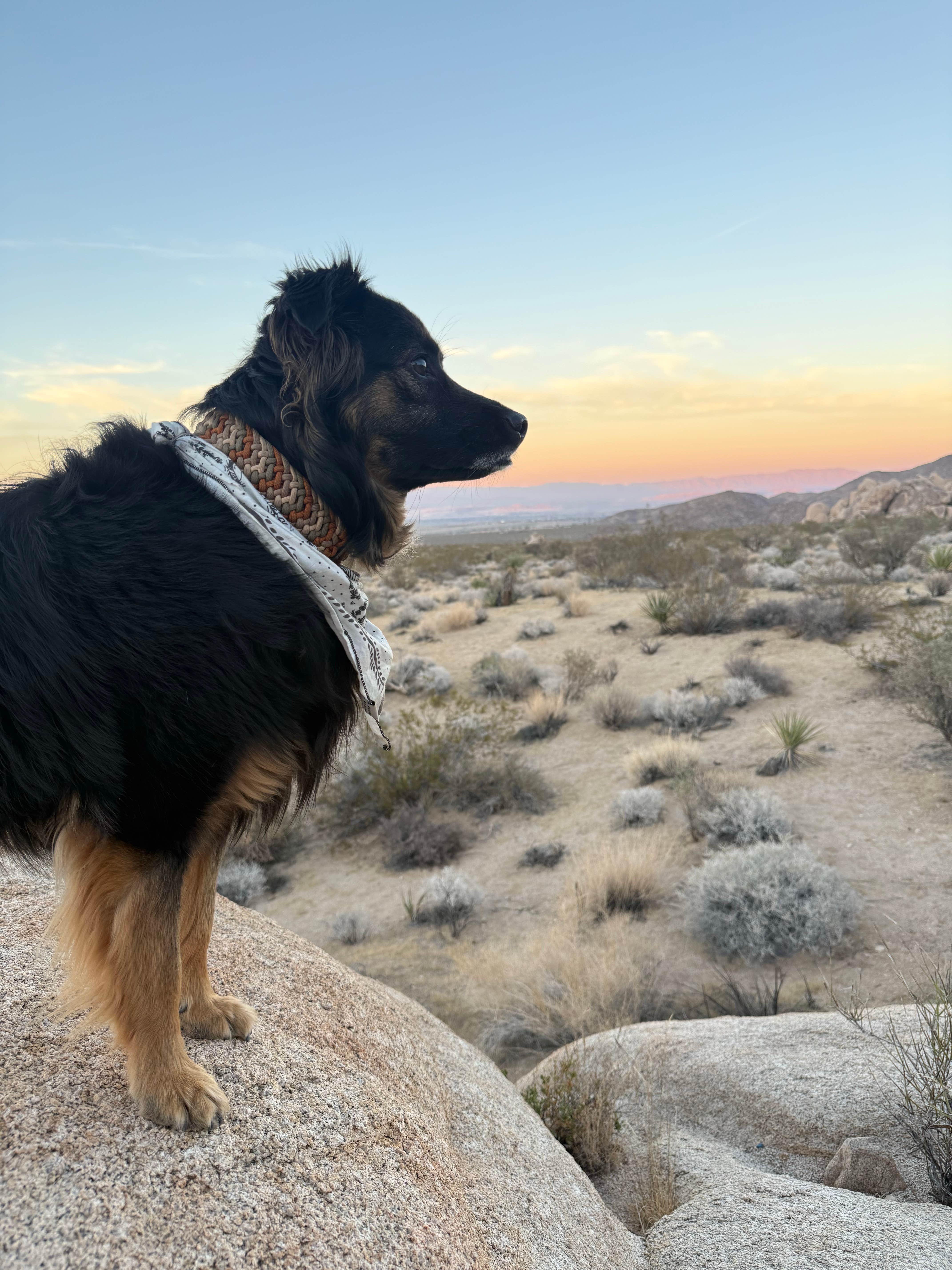 Anna R.'s photo of camping with pets at Indian Cove Campground — Joshua Tree National Park near Indio, CA
