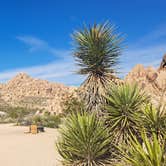 Review photo of Indian Cove Campground — Joshua Tree National Park by Leonard H., March 3, 2026