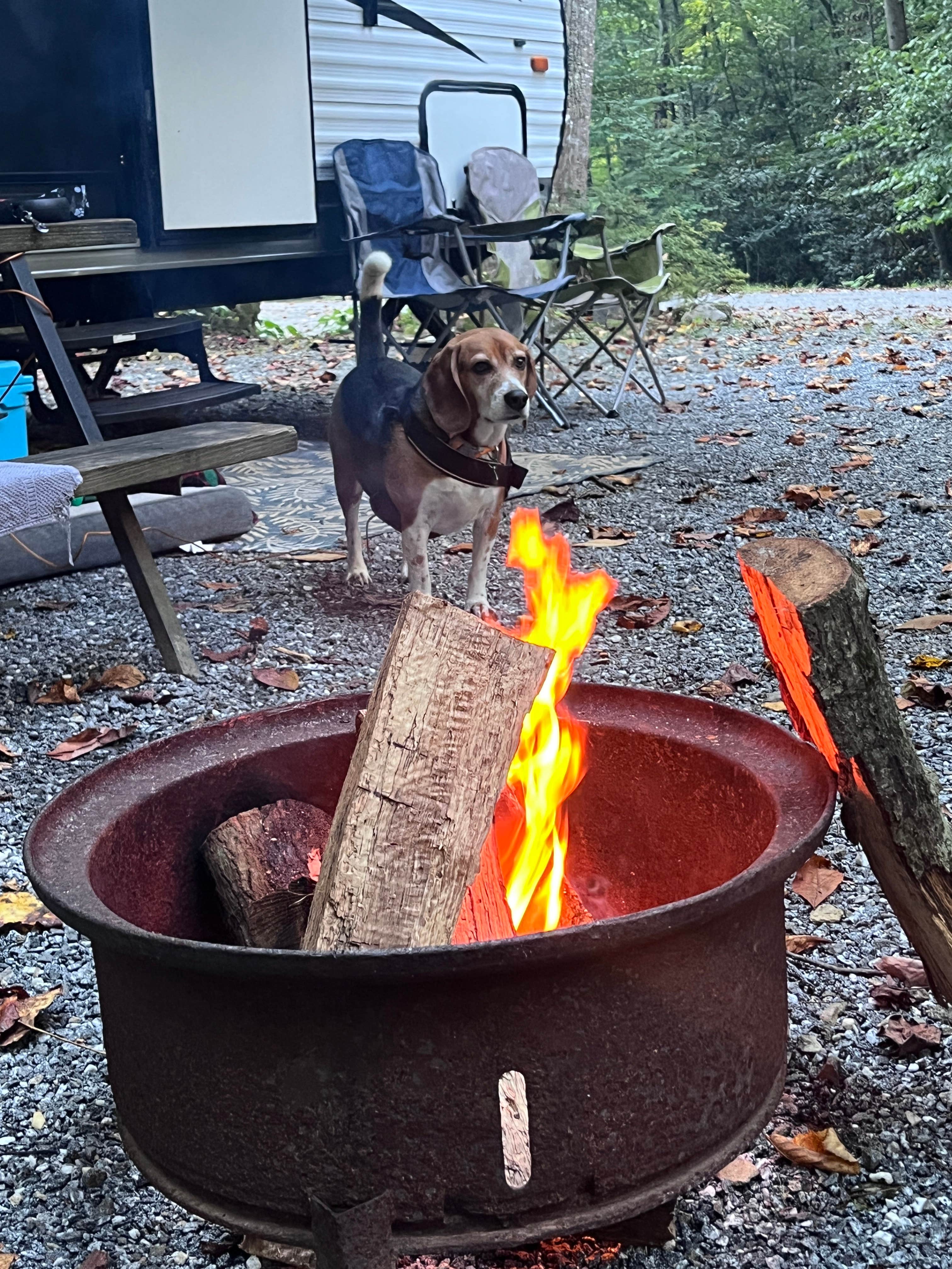 Isabelle C.'s photo of camping with pets at Indian Creek Campground near Maggie Valley, NC