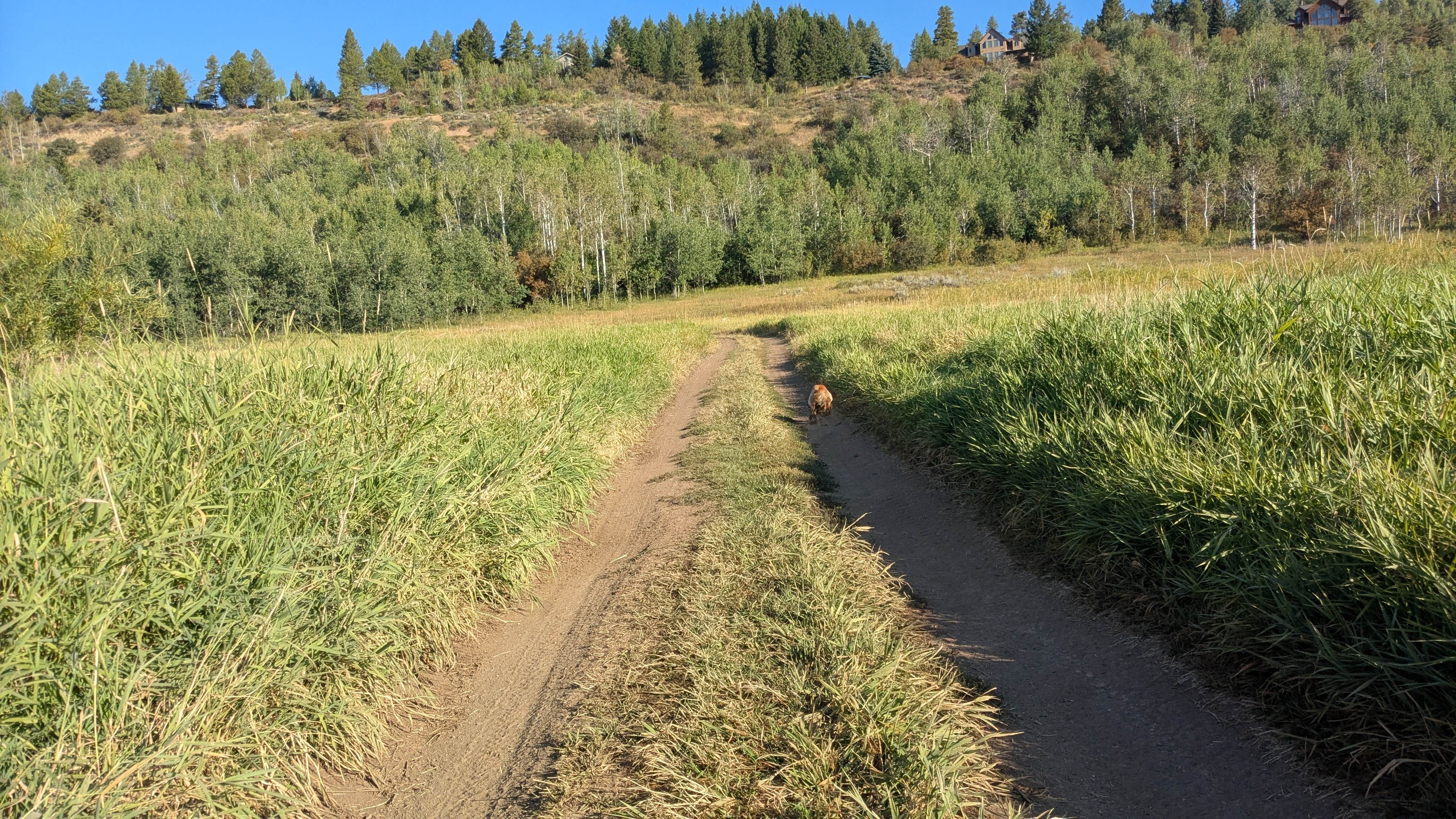 David M.'s photo of camping with pets at Indian Creek near Smoot, WY