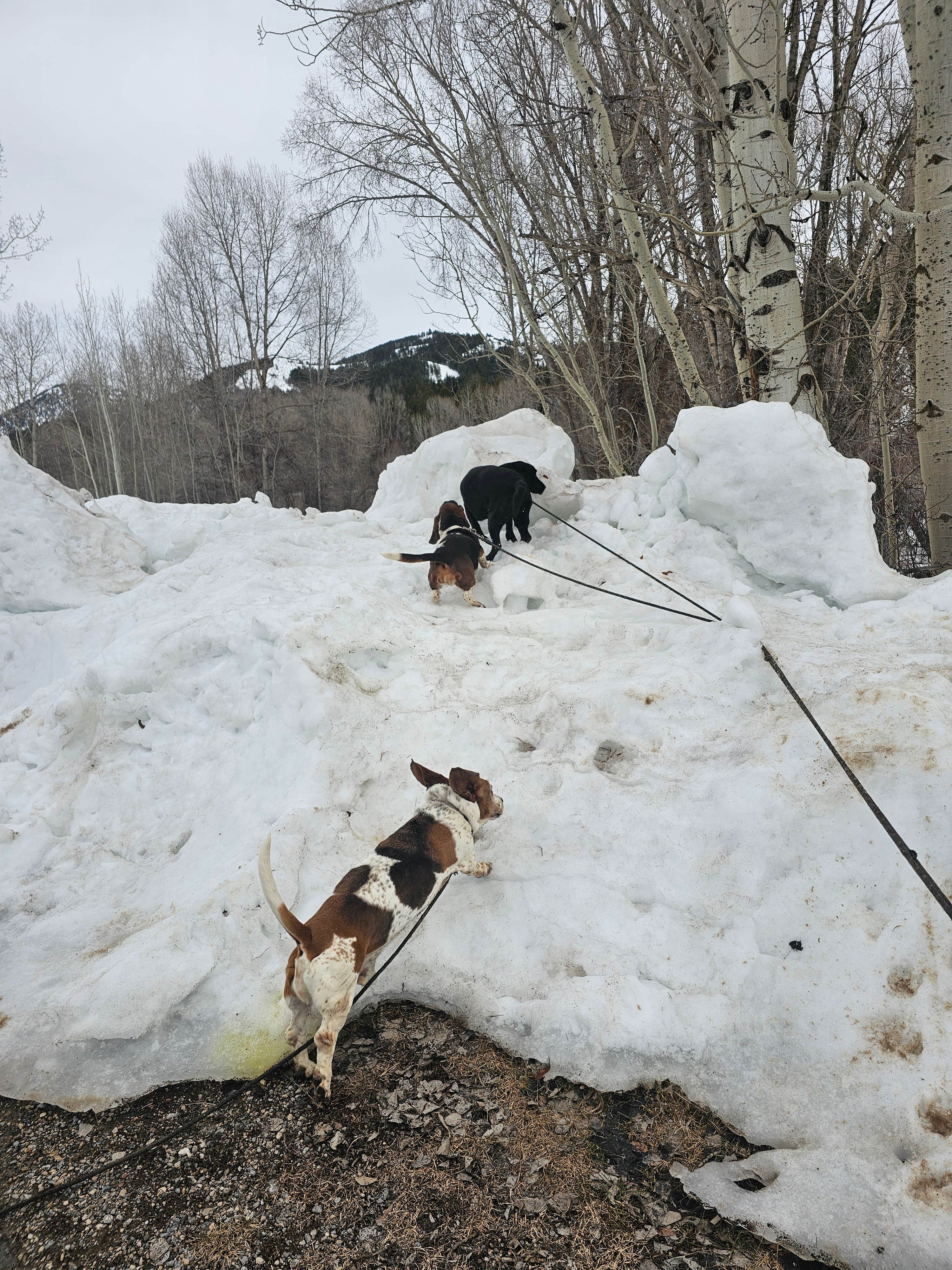 Dominica T.'s photo of camping with pets at Indian Creek near Smoot, WY