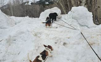 Dominica T.'s photo of camping with pets at Indian Creek near Thayne, WY