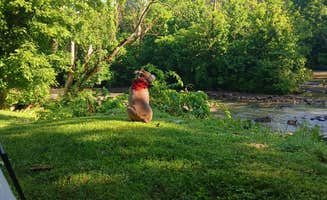 Zeek A.'s photo of camping with pets at Indian Heritage RV Park near Claudville, VA