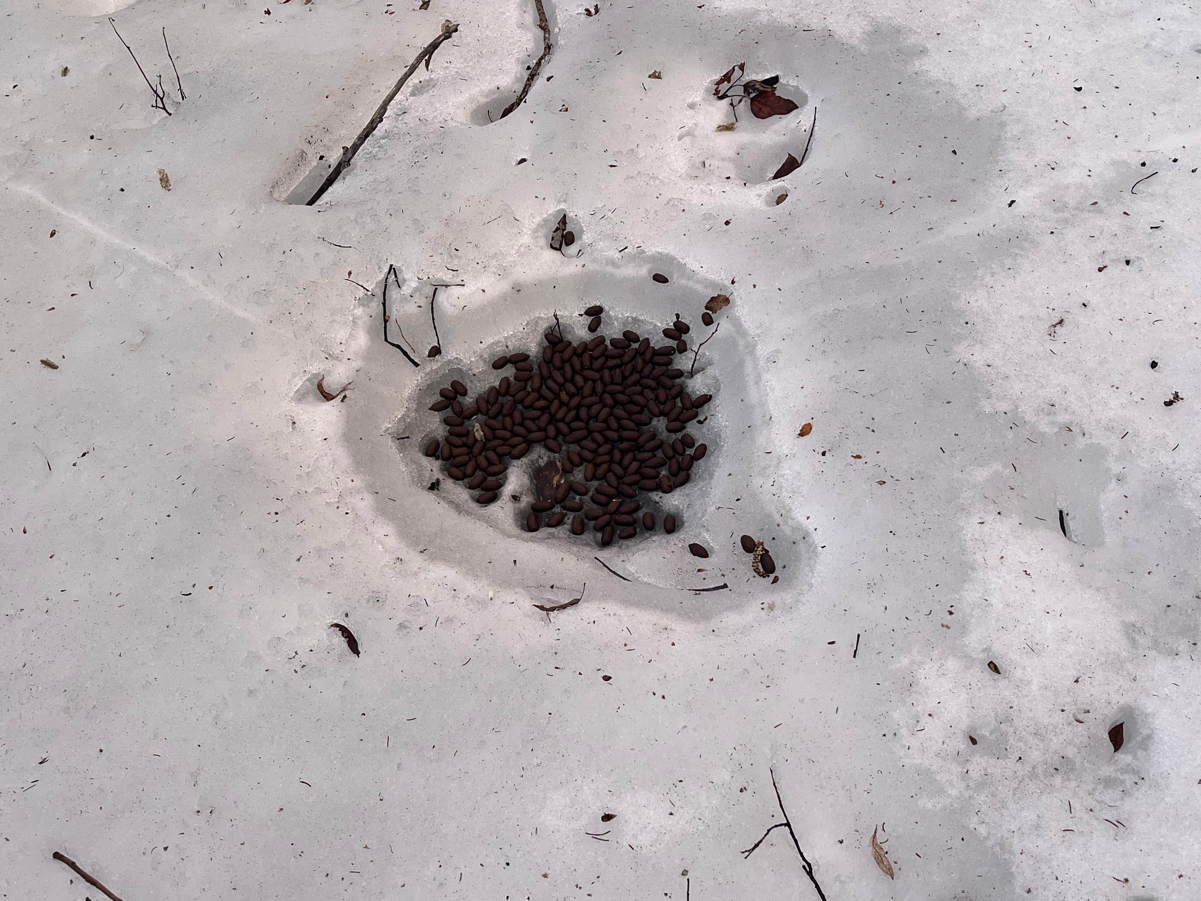 Camper submitted image from Indian River Roadside Camp - 3