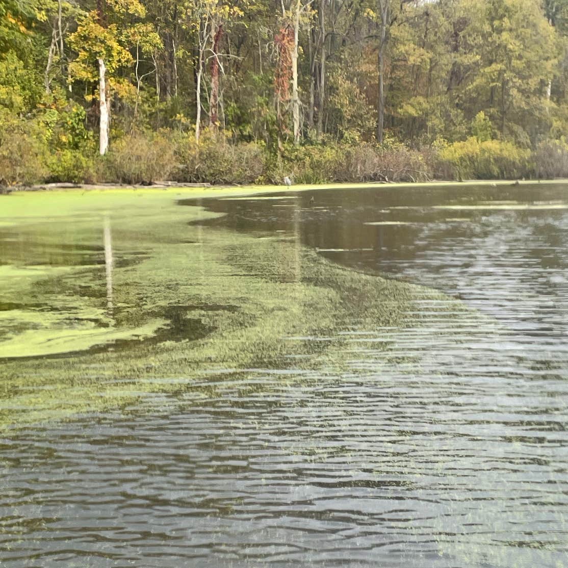 Chain O' Lakes State Park Camping | Albion, IN