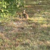 Review photo of Charlestown State Park Campground by Donna T., September 6, 2025