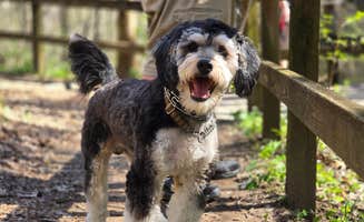 Makada L.'s photo of camping with pets at Charlestown State Park Campground near Fairdale, KY