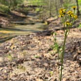 Review photo of Charlestown State Park Campground by Makada L., April 14, 2024