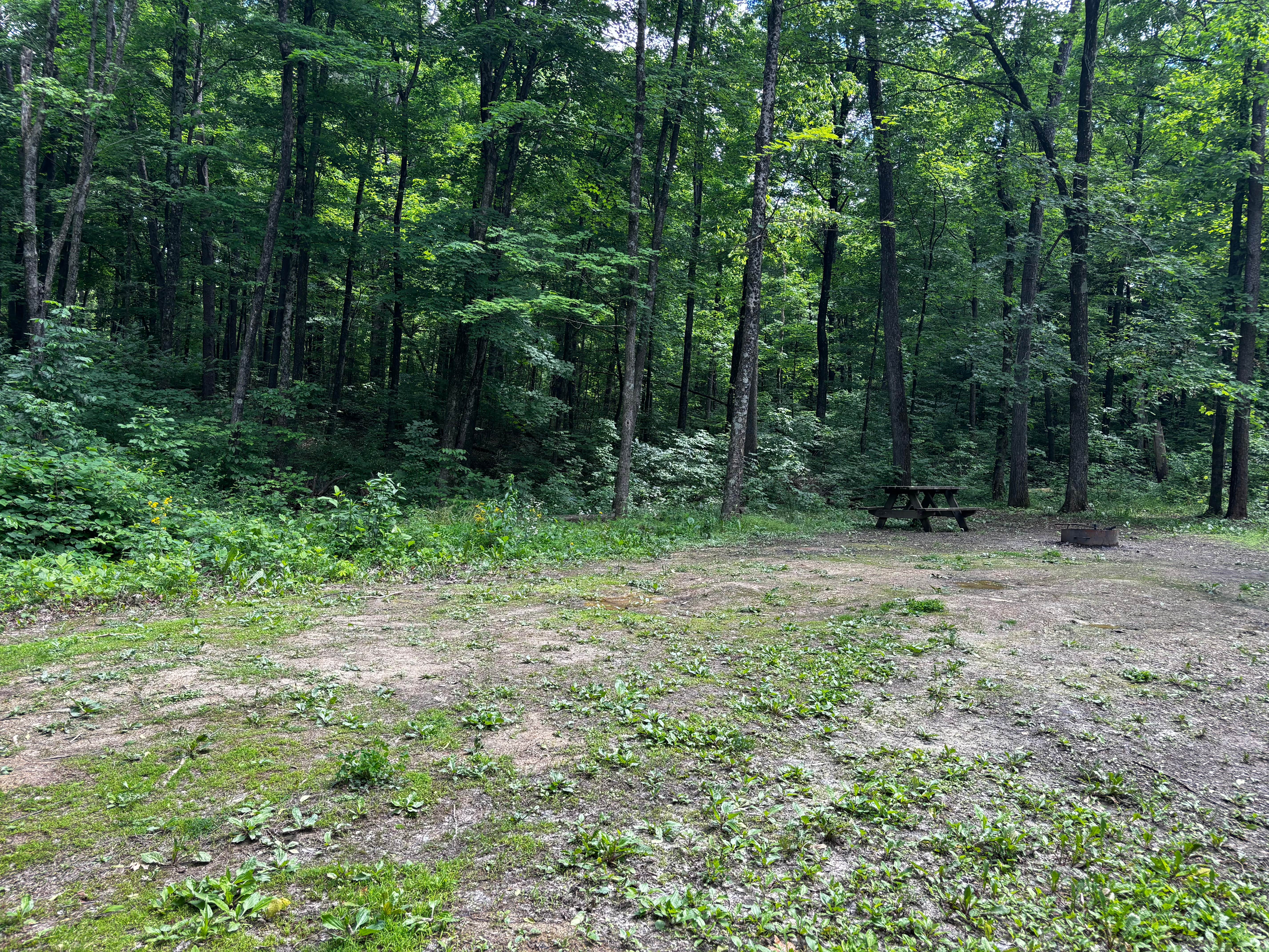 Camping near Scottsburg/Raintree Lake KOA: Clark State Forest, Borden, Indiana