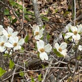 Review photo of Indiana Dunes State Park Campground by Beth D., May 12, 2026