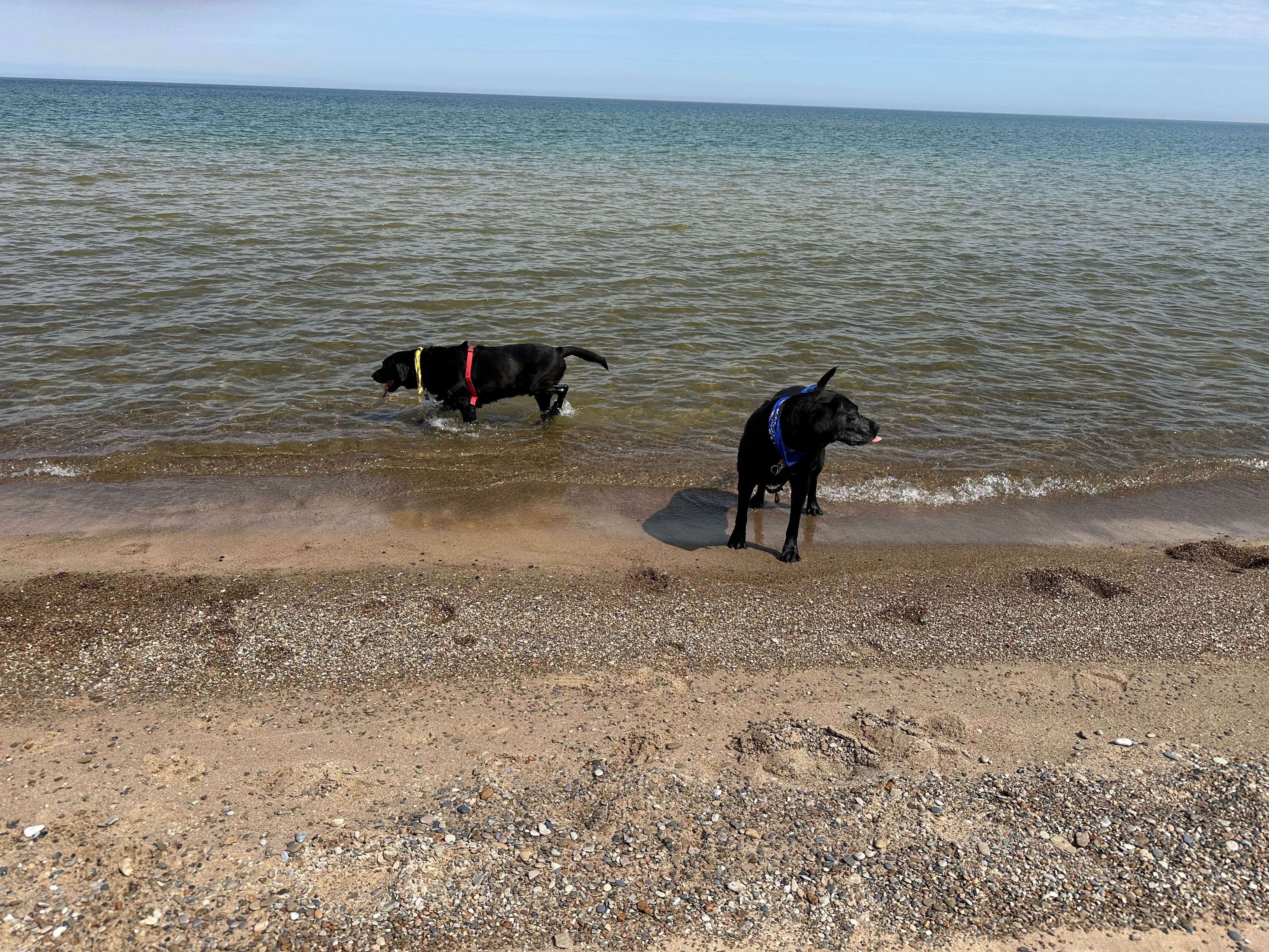 Beth D.'s photo of camping with pets at Indiana Dunes State Park Campground near Chicago, IL