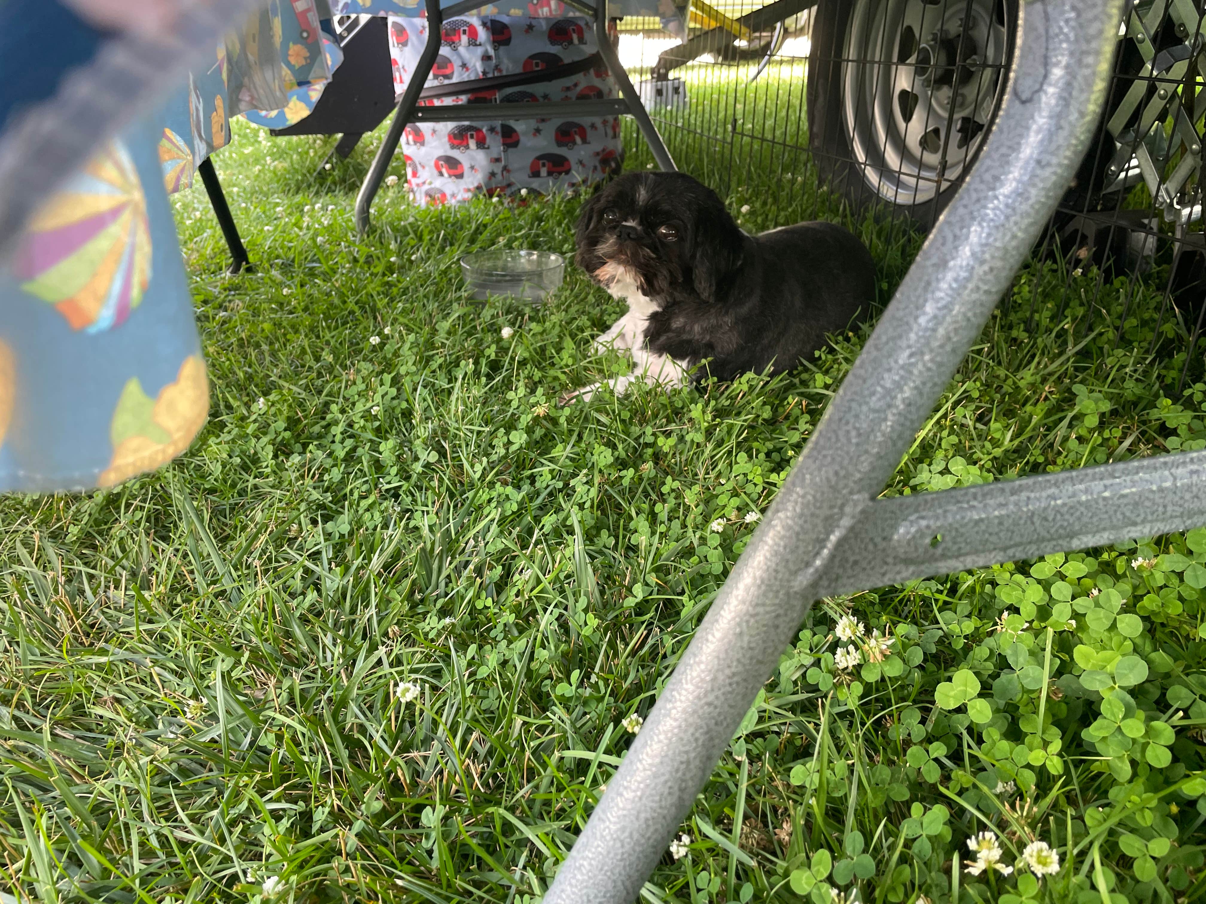 Sukie P.'s photo of camping with pets at Heflen Park near North Vernon, IN