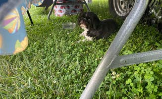 Sukie P.'s photo of camping with pets at Heflen Park near Greenfield, IN