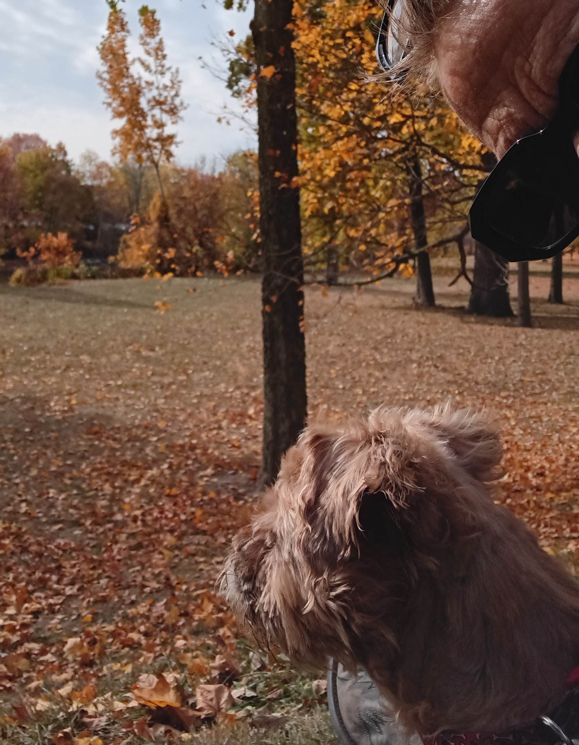 Christie S.'s photo of camping with pets at Johnny Appleseed Campground near Marion, IN