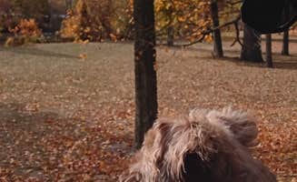 Christie S.'s photo of camping with pets at Johnny Appleseed Campground near Wabash, IN