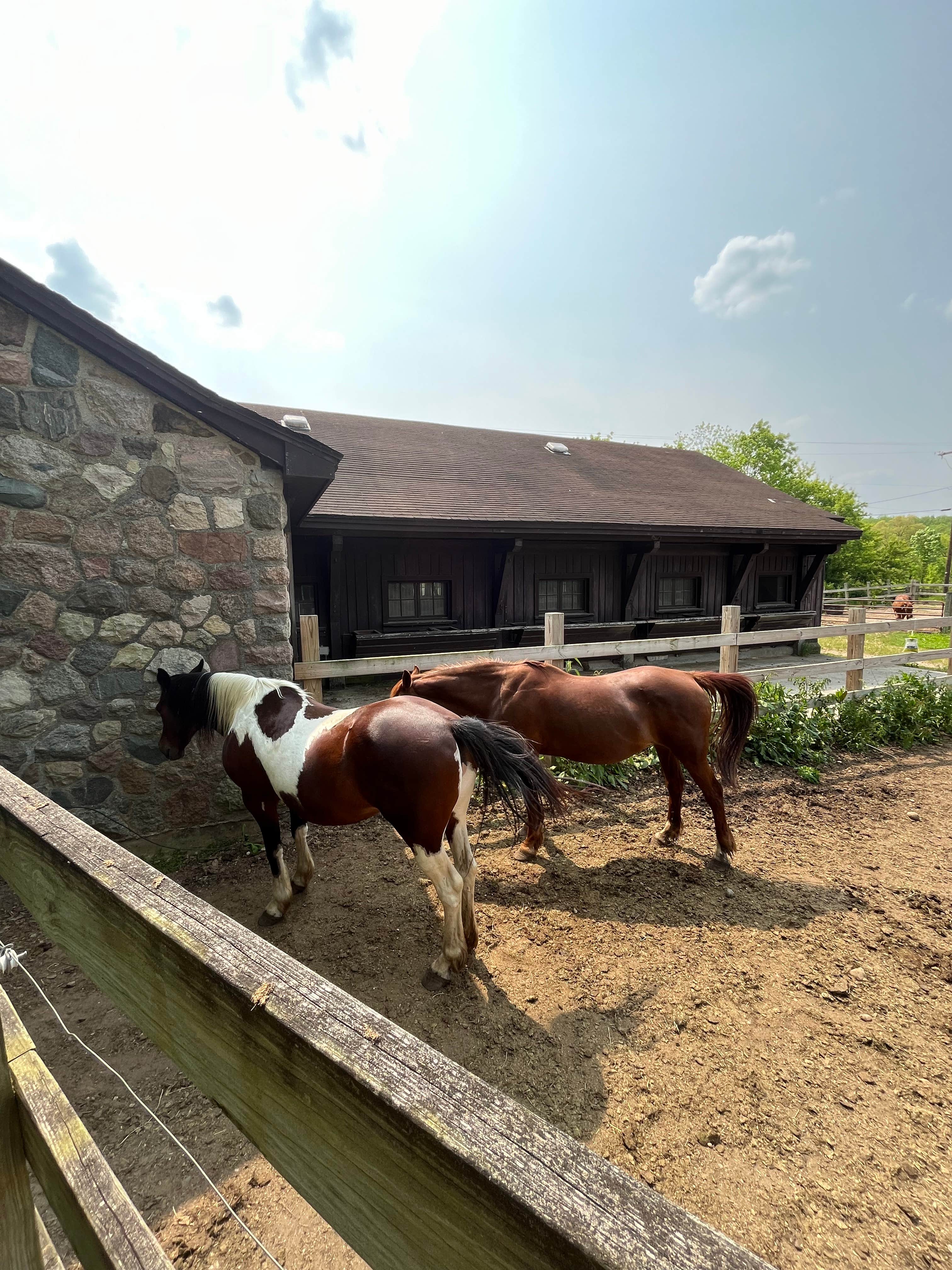 Amy K.'s photo of camping with a horse at Pokagon State Park Campground near Jackson, MI