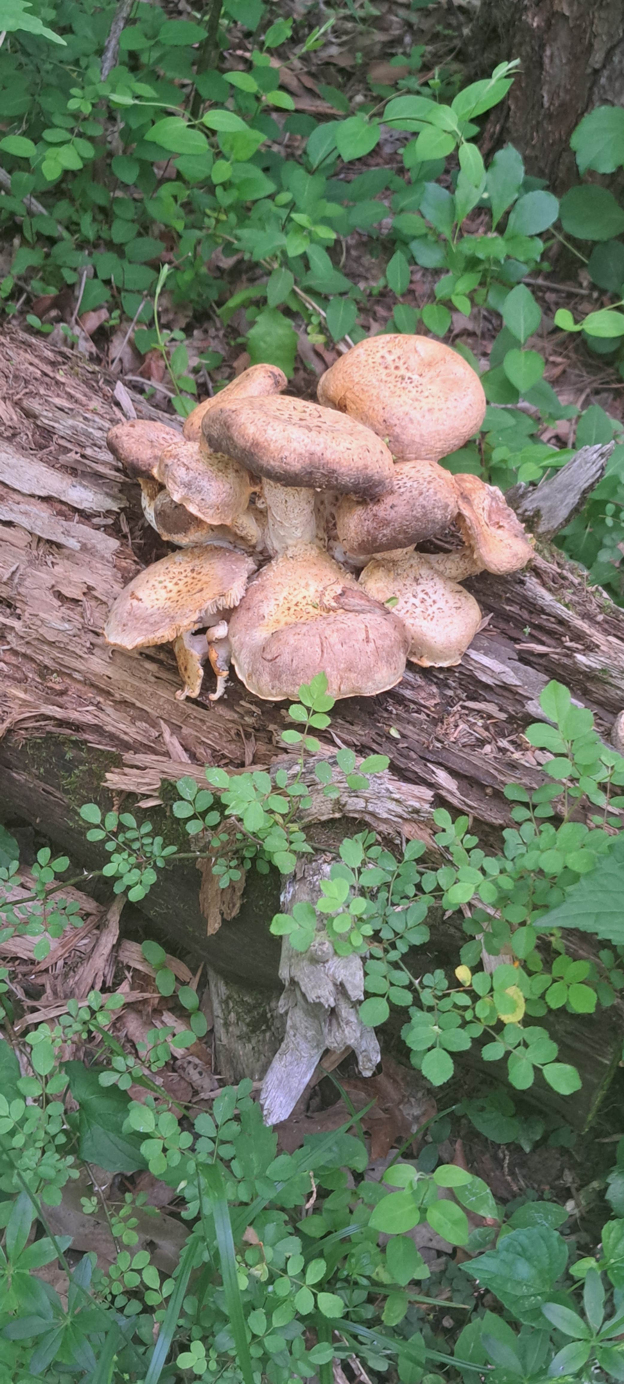 Camper-submitted photo at Shakamak State Park Campground near Loogootee, IN