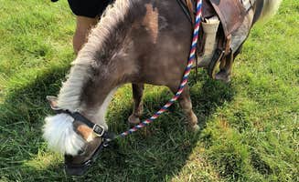 Michelle B.'s photo of camping with pets at Ingalls Homestead near Lake Preston, SD