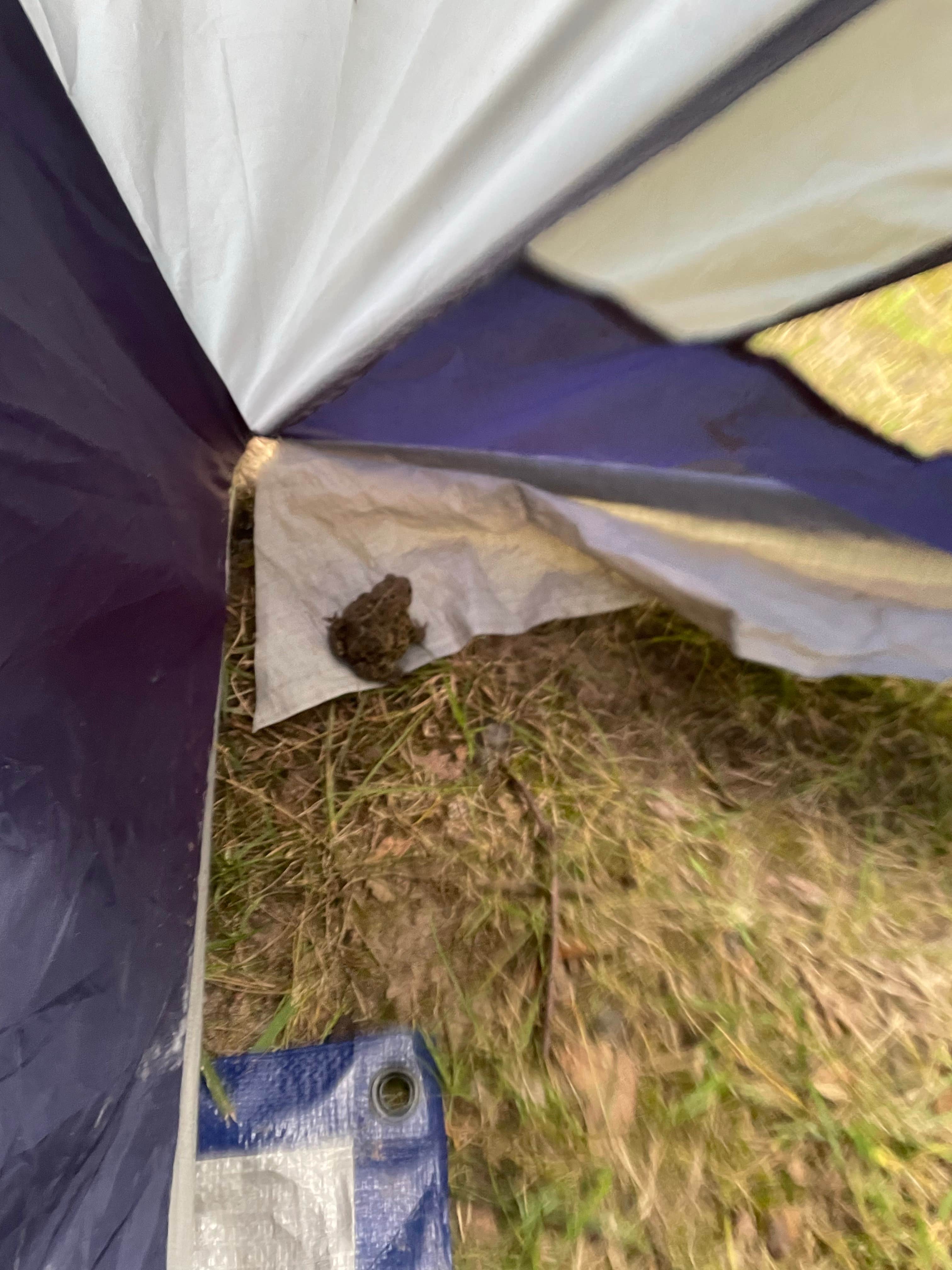 Nancy C.'s photo at Acorn Valley near Granger, IA