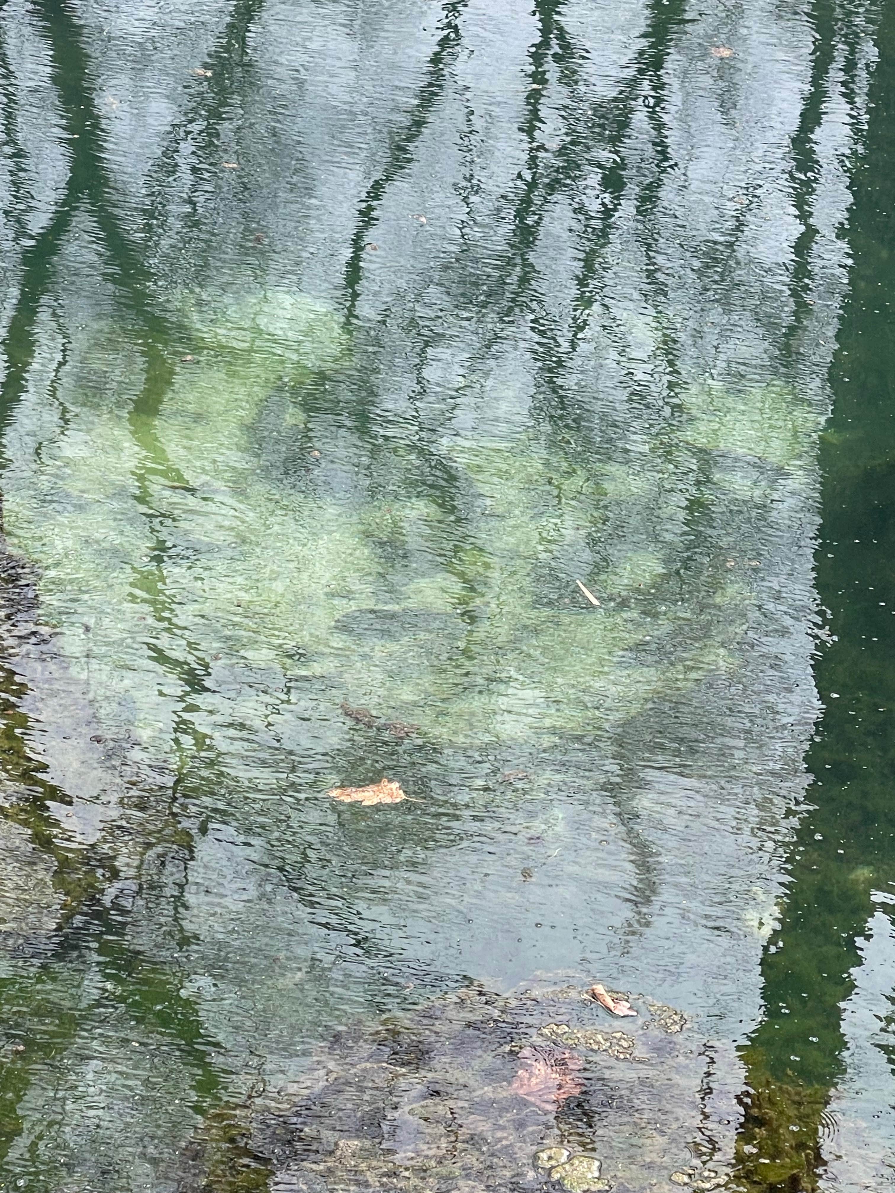 Camper-submitted photo at Bloody Run County Park near Waterville, IA