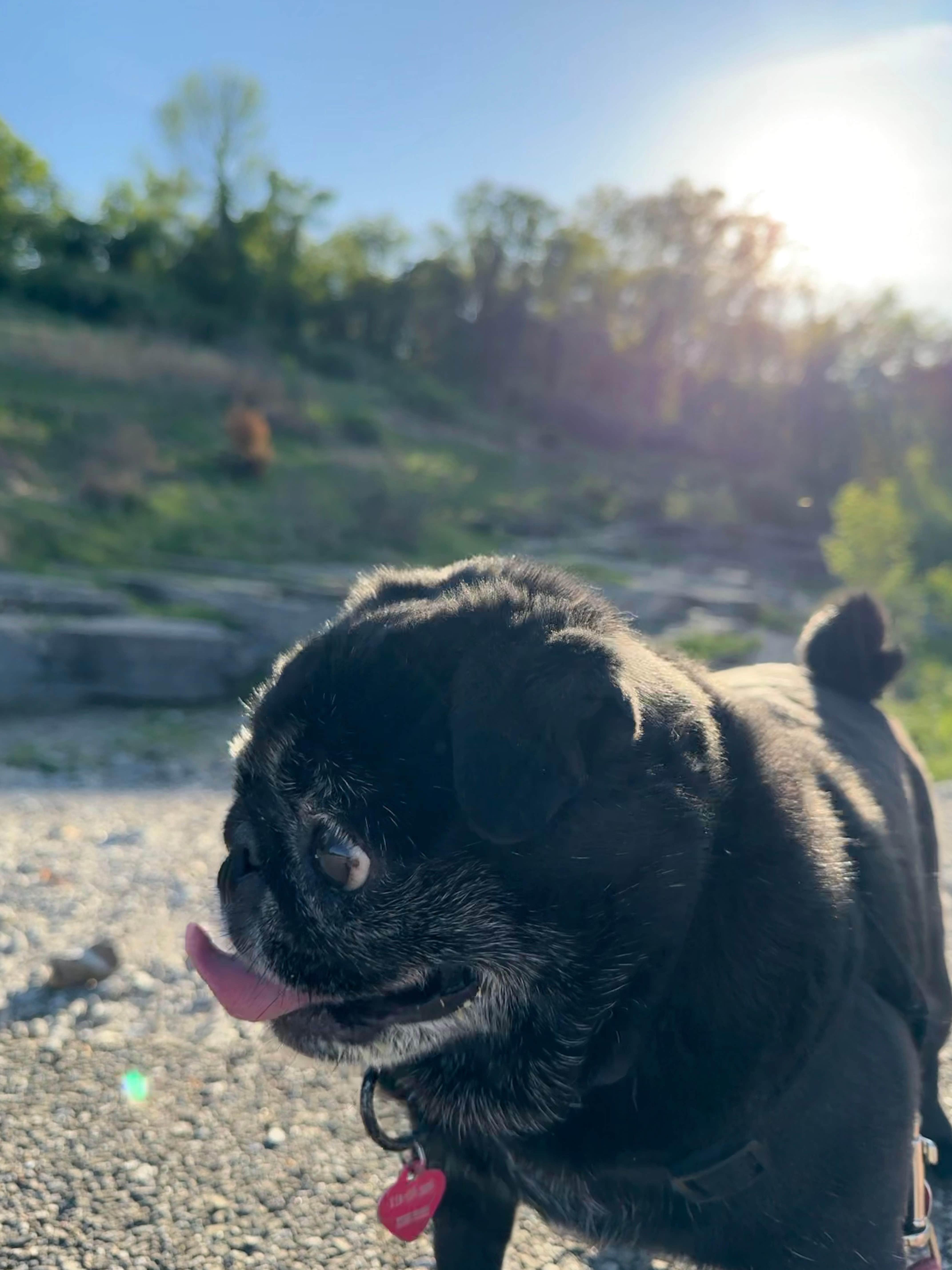 Janet R.'s photo of camping with pets at West Overlook Campground near North Liberty, IA
