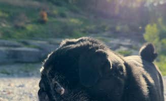 Janet R.'s photo of camping with pets at West Overlook Campground near Conesville, IA