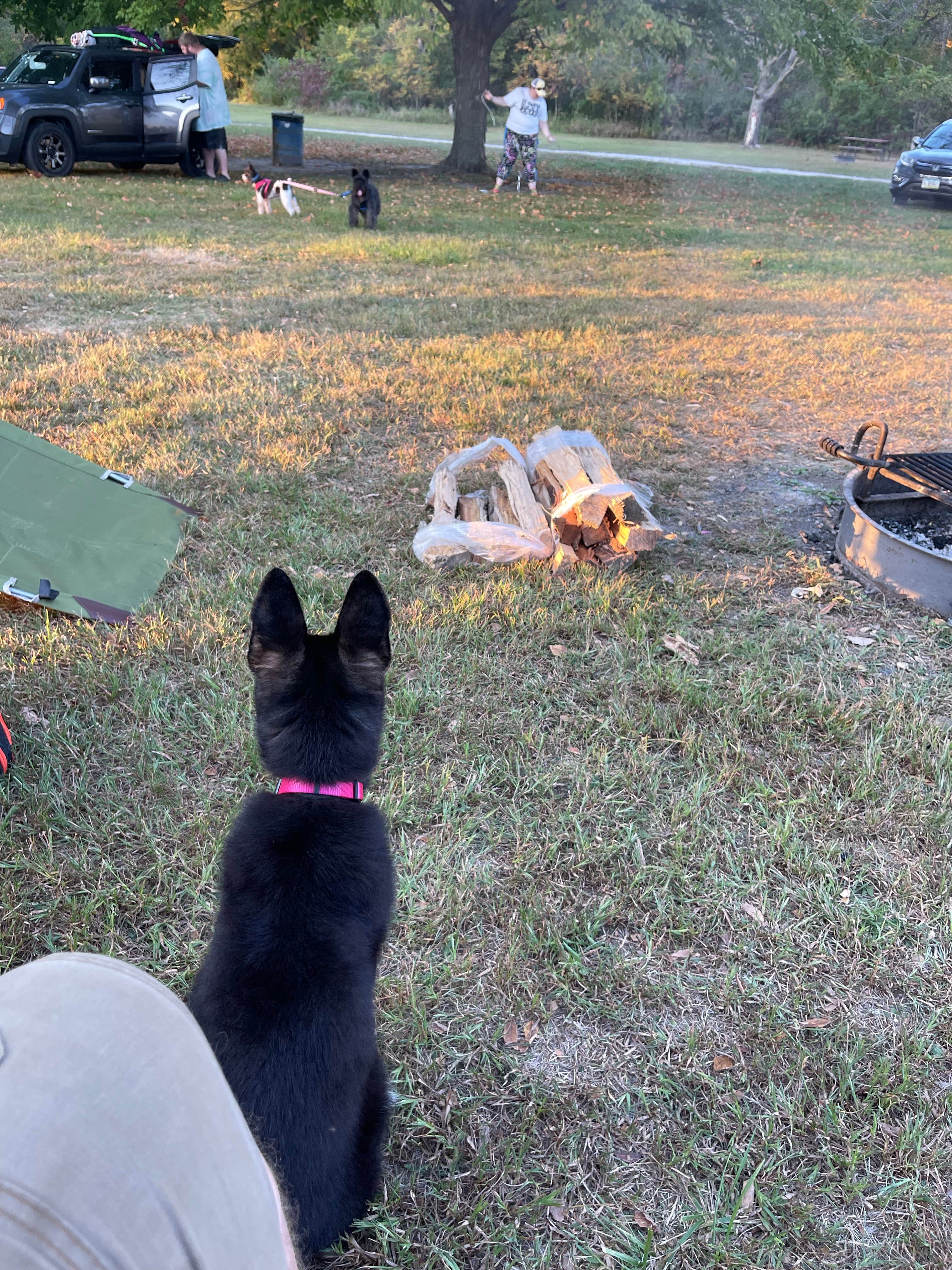 Pat F.'s photo of camping with pets at Don Williams Park near Webster City, IA