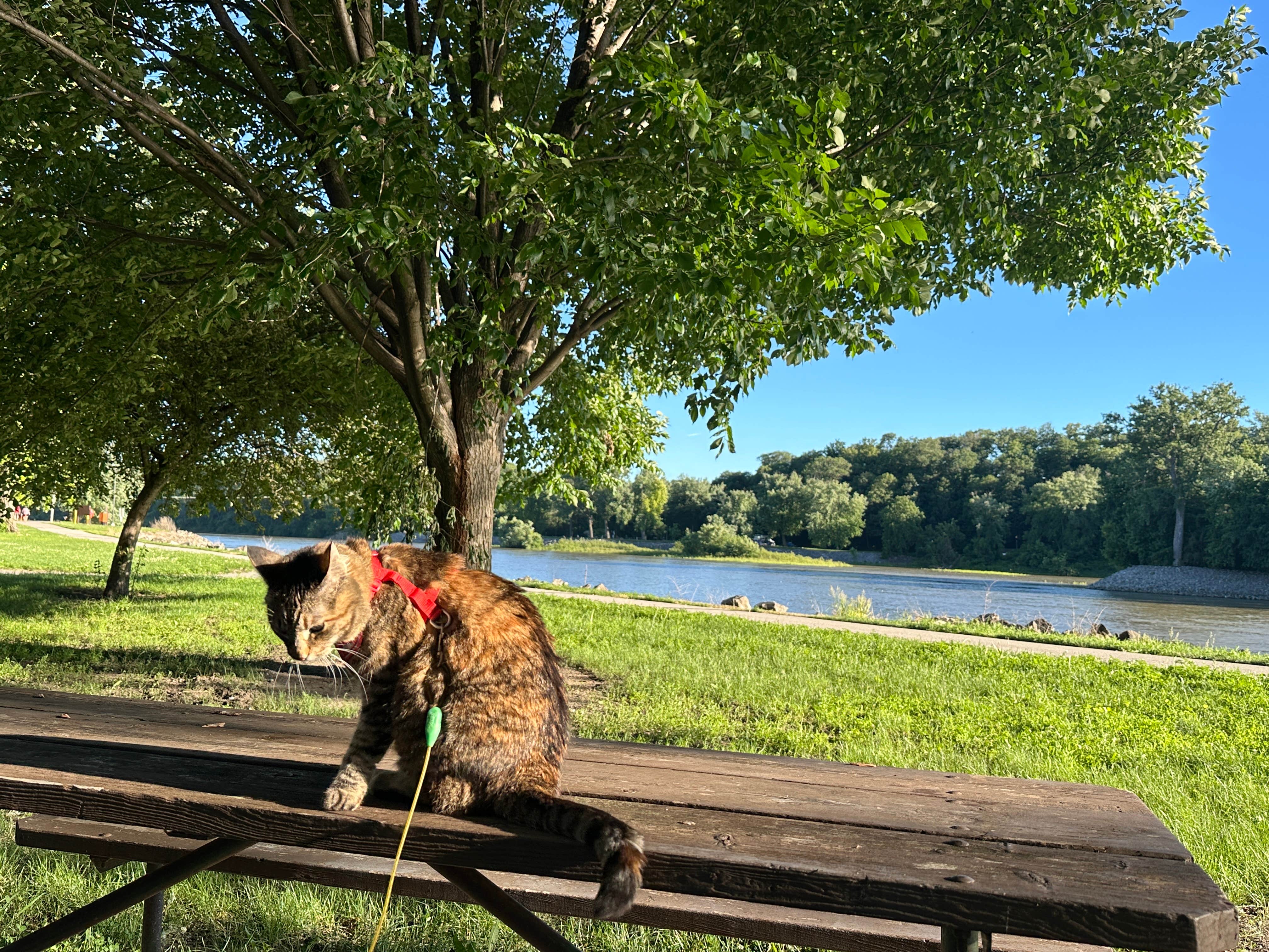 Kathy B.'s photo of camping with pets at Howell Station near Prole, IA