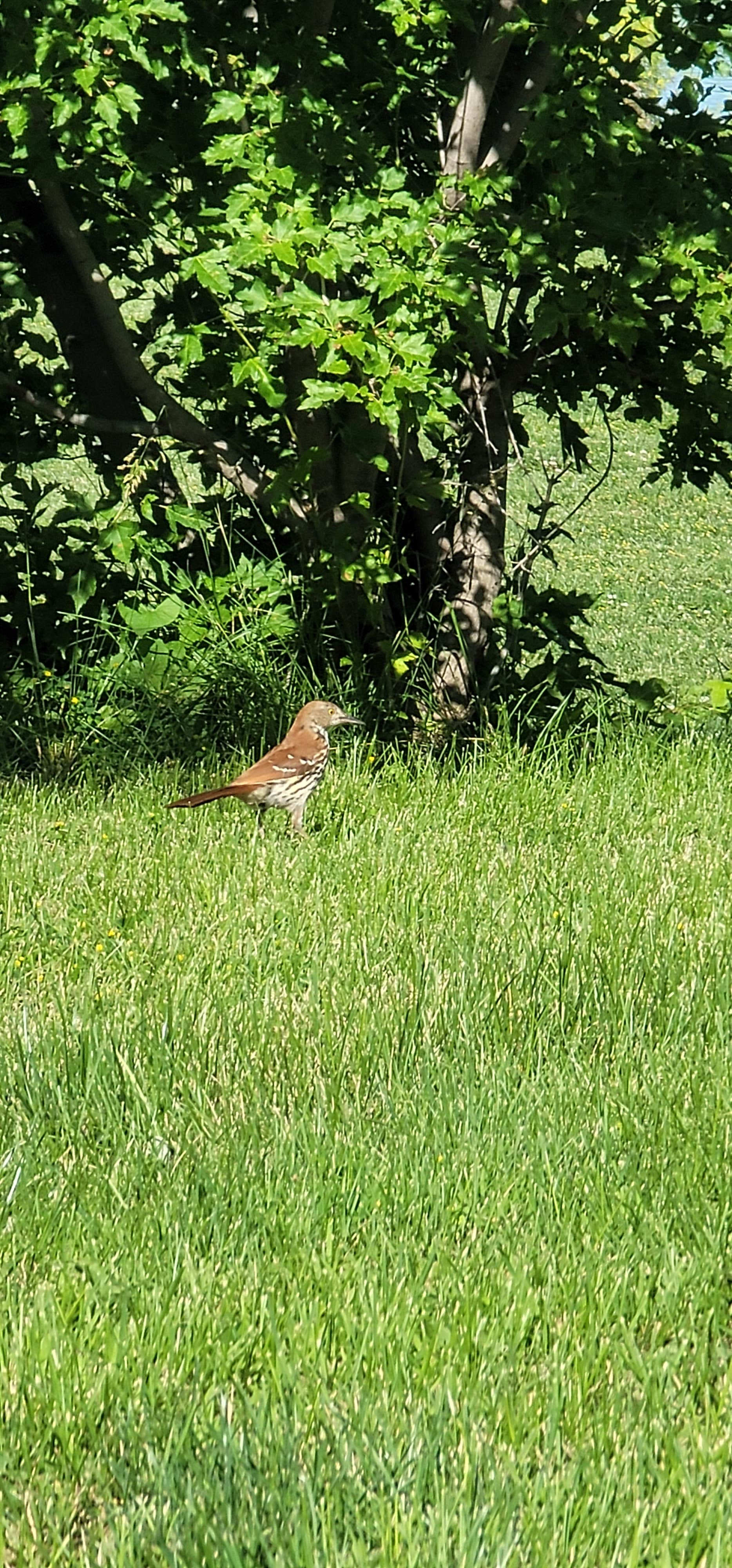 Camper-submitted photo at Huff - Warner Access Area near Castana, IA