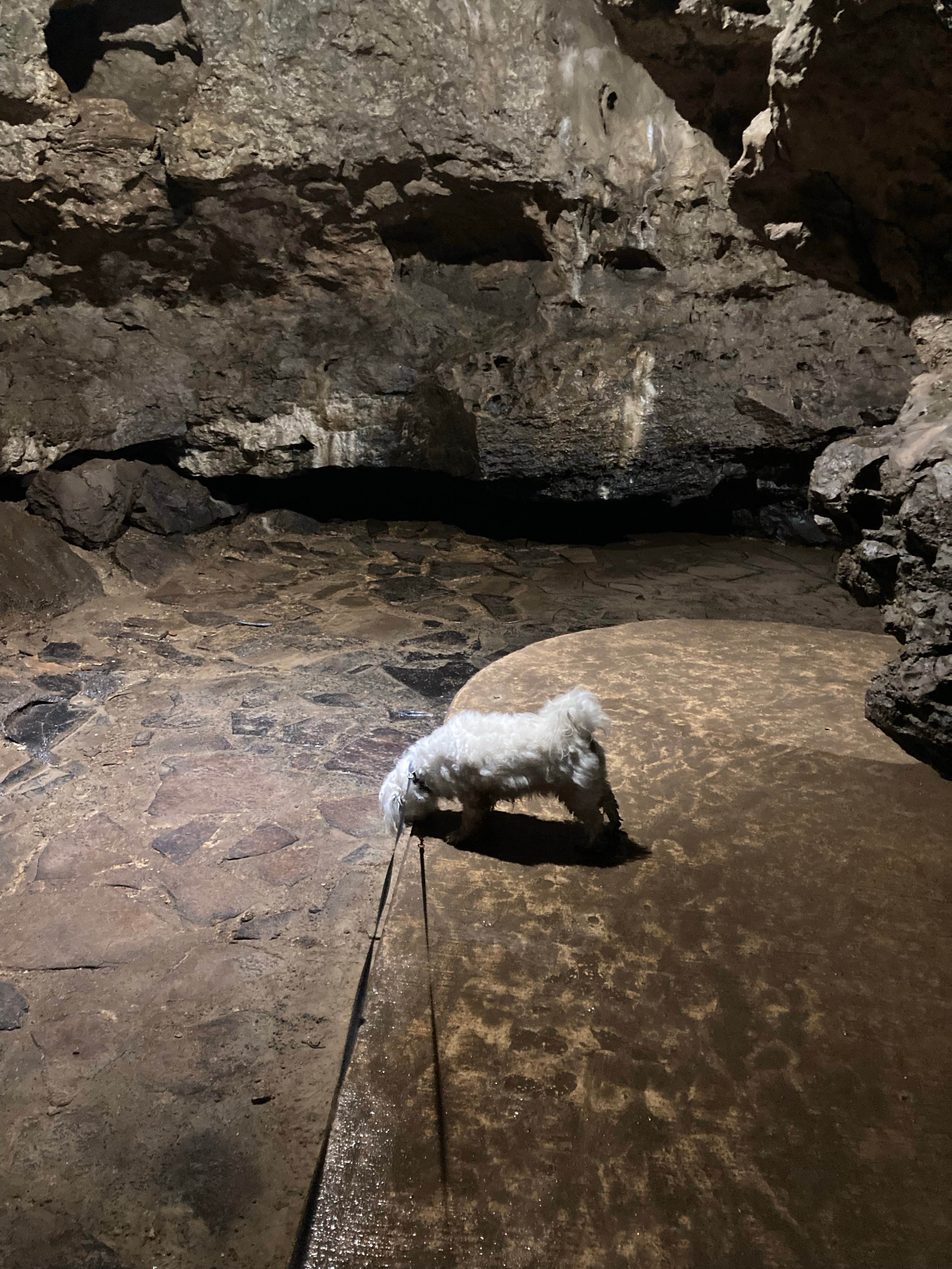 Demeri C.'s photo of camping with pets at Maquoketa Caves State Park Campground near Monticello, IA