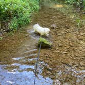 Review photo of Maquoketa Caves State Park Campground by Demeri C., September 3, 2025