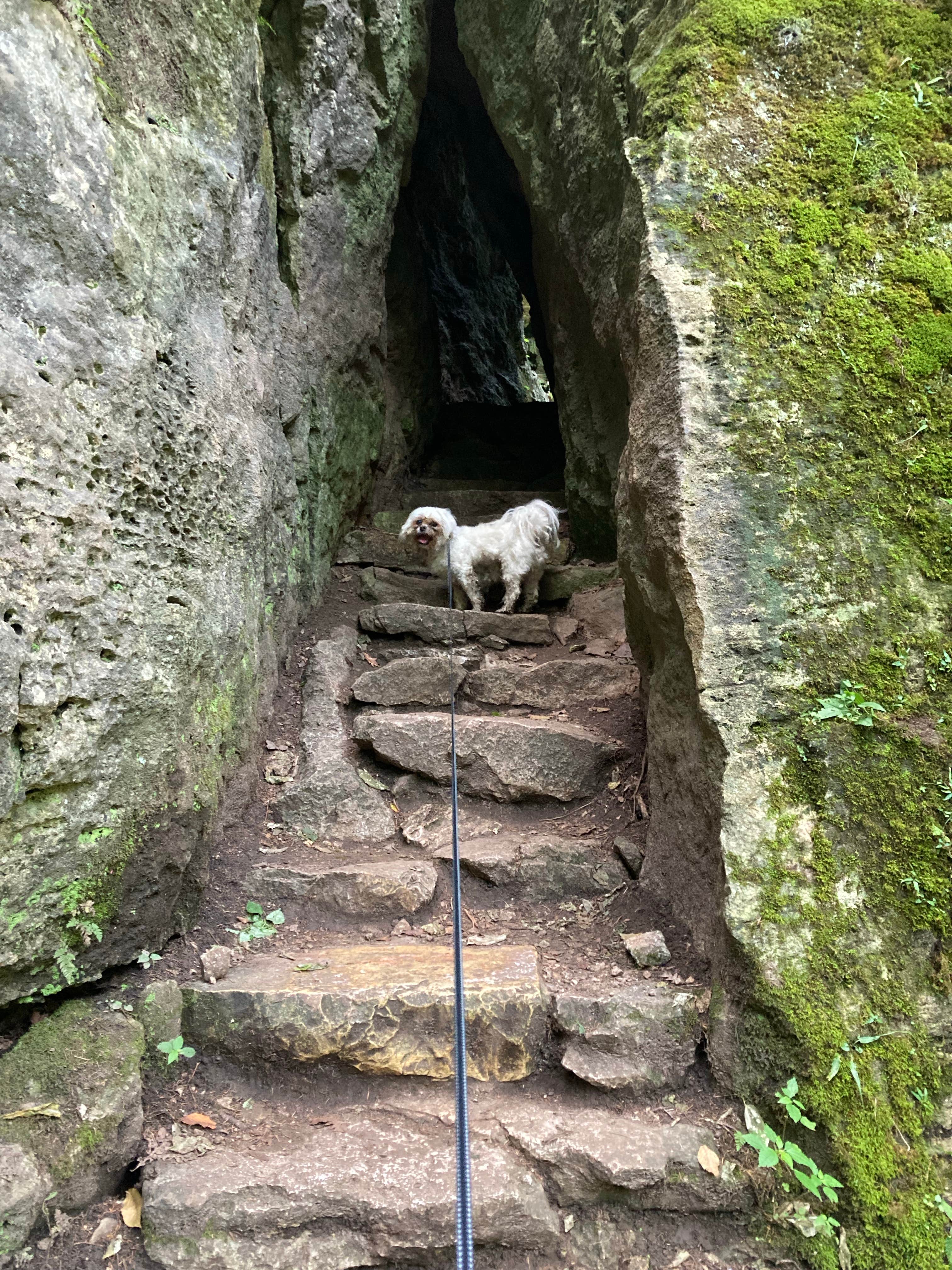 Demeri C.'s photo of camping with pets at Maquoketa Caves State Park Campground near Dubuque, IA